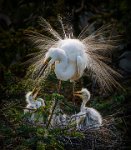 49 - EGRET FAMILY TIES - CHENG THOMAS - Hong Kong <div