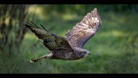 51 - BUZZARD IN FLIGHT - KERREMANS DANNY - Belgium <div