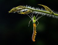 57 - GREEN LYNX EATING CATERPILLAR - HAARITH ARJUN - India <div