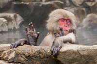 72 - SNOW MONKEY SPA - NG CHI FUN FANNY - Hong Kong <div