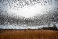 73 - MURMURATION - DE JONG FRANKE - Netherlands <div