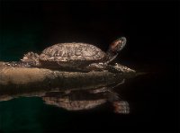 76 - RED EARED SLIDER TURTLE - STEYN GILLIAN - England <div