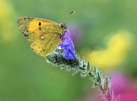 77 - COLIAS CROCEUS ON BLU VIPER - VALDARNINI VALDARNINI - Italy <div