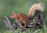 78 - ALERT RED SQUIRREL - MITCHELL IAN - Scotland <div