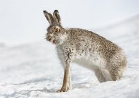 80 - STRETCHING YAWNING MOUNTAIN HARE - MITCHELL IAN - Scotland <div