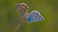 83 - PARENDE BLAUWTJES - DE FRAINE JOZEF - Belgium <div