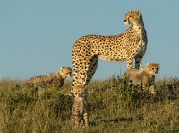 85 - CHEETAH MUM ON WATCH - WHISTON IAN - England <div