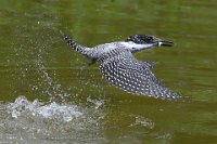 87 - PIED KINGFISHER 18 - TANG KAI LON - Macau <div