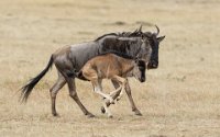 89 - WILDEBEEST AND CALF - TROUT SUSAN - England <div