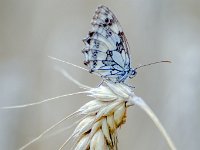 FIAP HONOR - PAPILLON SUR EPI - BAILLEUL ODILE - FRANCE : denat, papillons