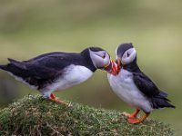 AMOUR TOUJOURS - CAMUS JOELLE - FRANCE : Iles Feroe, Mykines