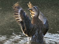 LE CANARD DE CHEF ORCHESTRE - VANTOMME GERDY - FRANCE