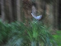 PIGEON VOLE - REUMAUX ALAIN - FRANCE