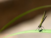 AGRION SUR FEUILLE - MANN DAMIEN - FRANCE