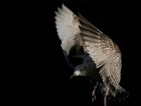 MOUETTE CONTRE FLANC MONTAGNE - VANTOMME GERDY - FRANCE