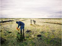 PECHEUR DE LENTILLES - BARBIER GERARD - FRANCE : mer, oiseau, pêche, rouge gorge