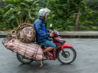 SPEEDY COCHONS - TISSIER JEAN PIERRE - FRANCE : 2015, 2016, Animaux, Année, Cochon, Compétition, Date, Double déclic, Mammifère, Moto, Photo, Transport, Vietnam