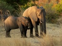 FBP GOLD MEDAL - ELEPHANT AND CALF - TROUT SUSAN - england <div