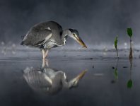 FIAP GOLD MEDAL - GREY HERON IN MIST EATING FISH - BRADSHAW COLIN - england <div