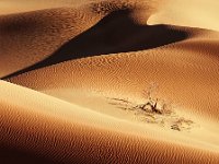 DESERT LIFE - AMANI RAMIN - UNITED ARAB EMIRATES